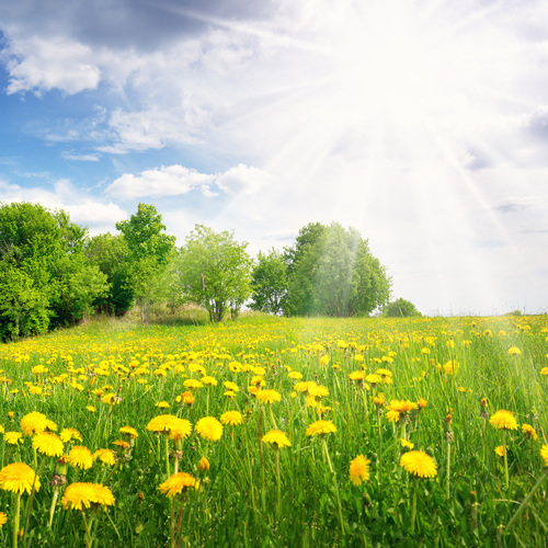 Collection Printemps