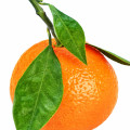 Mandarine